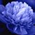 Anna Boyle Squitieri's profile image