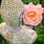 Karen McMechan Grande's profile image