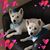Janice Dubuisson's profile image