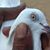 Rahil Khokhar's profile image