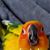 Ashley Sonnier's profile image