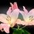 Dianne Jones's profile image