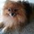 Ed Pom's profile image