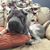 Sarah Atkins DiGregorio's profile image