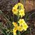 Joyce Garrison-Smith's profile image