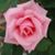 Carol Lynn Prater's profile image