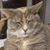 Heidi Verdon's profile image