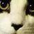 Karen Dewar's profile image