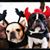 BlackHills Frenchies's profile image