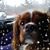 David Zanglin's profile image
