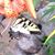 Nena Wheeler's profile image