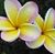 Monica Allen Kuapahi's profile image