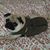 Linda Gagliastre's profile image