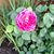 Debbie Hamp-Bradley's profile image