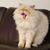 Francisco Gochez's profile image