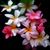 Rosanne M Ogburn's profile image