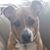 Donna Dube Mughannem's profile image