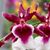 Dorothy L. Manzanares's profile image