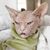 Pamela Walls's profile image