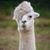 Dana Walker's profile image