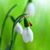 Geanina Visan's profile image