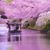 Pat Murphy Beddard's profile image