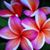 Amada Harris's profile image