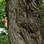 Erin Lindy Wolf's profile image