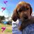Dee Leidy's profile image