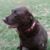 Diane Elleman's profile image