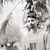Botan Awat's profile image