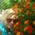 Leili Lzdh's profile image