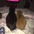 Janice Foligno Ditner's profile image