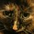 Julie Sherman's profile image