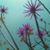 Jeannine Green's profile image