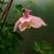Sharon Hersh's profile image