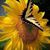 Jennifer Prugh Perez's profile image