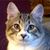 Michelle Adams's profile image