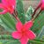 Donna Vincelette Houchins's profile image