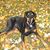 Patricia A. Mulcahy Boehmer's profile image