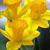 Angie Filoteo's profile image