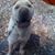 Tellya Layder's profile image