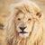 Lon Helton's profile image