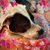 Cherri Macaroni's profile image