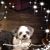 Lynda Yonushewski's profile image
