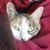 Kelly Girton Jurkowski's profile image