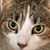 Bob Chapman's profile image
