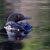 Karen Ursin Dearth's profile image