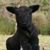 Tammi L Lewis's profile image