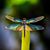 Lucy Ann Butler's profile image